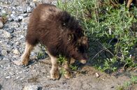 Kanadas Nationalparks – Moschusochsen sind typische Bewohner des Ivvavik-Nationalparks.