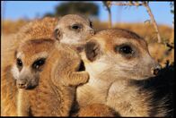 Tierische Freaks – Sa, 22.08., 03:50 Uhr