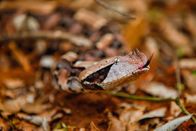 Tödliche Zähne – Medium shot of Gaboon viper (Bitis gabonica) face. They have heat-sensing "pits" underneath their eyes, which they use to hunt and pursue prey. (Photo credit: Earth Touch (Pty) LTD)