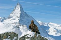 Die Alpen – Steinadler vor Matterhorn
