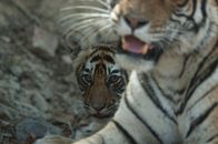 Die Rache des Tigers – Sundari and her cub.(Photo credit: Â