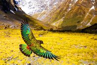 Wildes Neuseeland – SRF DOK Wildes Neuseeland – Im Reich der Extreme Fliegender Kea Copyright: SRF/Doclights NDR Naturfilm & BBC