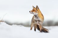 Wildes Transsilvanien – Ein Rotfuchs (Vulpes vulpes) im Schnee.
