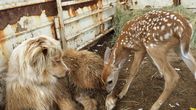 Tierische Freundschaften – Coop the dog makes friends with a wild doe