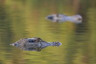 Expedition Amazonas – Zwei Kaimane strecken ihre Köpfe aus dem Wasser in einem See in der Nähe des Juruá-Flusses, einem Nebenfluss des Amazonas. (credit: National Geographic/André Dib)