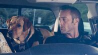 Hawaii Five-0 – McGarrett (Alex O'Loughlin) bekommt für seine Mission tierische Unterstützung ...