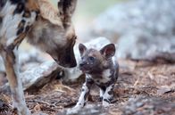 Tierisch gute Eltern – Fr, 24.10., 20:15 Uhr