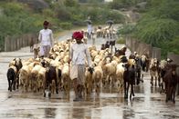 Terra Mater – Rabari Hirten führen ihre Herde von Ziegen und Schafen.