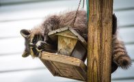 111 – Raccoon (Procyon lotor) on a bird feeder