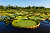 Terra X: Unser grüner Planet – Die Blätter der Riesenseerose können einen Durchmesser von mehr als zwei Metern erreichen.