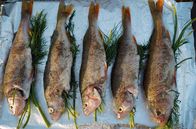 Zu Tisch ... – Gegrillte Rotbarsche mit Dillfüllung