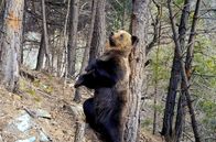 Die Pyrenäen – In die Falle getappt: Ein Braunbär in den Pyrenäen hat die Fotofalle ausgelöst.