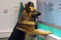 Kommissar Rex – Während Lorenzo und Katia den verunglückten Giovanni untersuchen, muss Rex leider draußen warten.