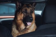 Hudson & Rex – Rex (Diesel vom Burgimwald)
