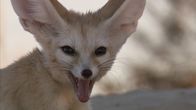 Wildes Überleben – Der kleinste Wildhund – der Fennek oder Wüstenfuchs.