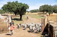Abenteuer Spanien – Im Herbst werden die ältesten Tiere der Ibérico-Schweineherde in die riesigen Eichenwälder der Umgebung entlassen und ernähren sich dann hauptsächlich von reifen Eicheln, auch „bellotas“ genannt.