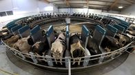 Große Erfindungen – Das Melkkarussell melkt in einer Stunde 250 Kühe