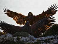 Animal Fight Club – Eagles have ridged tendons in their talons. 15 times more powerful than a human hand, they clamp shut. This ratchet effect is used to lock onto opponents. Their wing-bone structure is similar to a human arm.