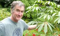 Golfstrom – Seamus O'Donell züchtet exotische Pflanzen im Nordwesten Irlands.
