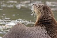 Yellowstone - Park der Extreme – Flussabwärts: ein Fischotter auf der Suche nach Nahrung
