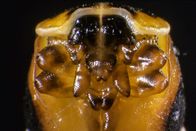 Netz Natur – Iridisches Alien: Was hier wie ein Monster von einem anderen Planeten zwischen Grusel und Ästhetik wirkt, ist eine Marienkäfer, der aus der Puppe schlüpft