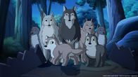 Lassie – Das Wolfsrudel wäre beinahe in die Fallen der bösartigen Rancher getappt.