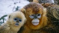 Chinas wildes Tierreich – Do, 18.06., 20:15 Uhr