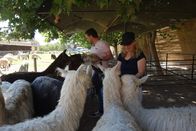 Verrückt nach Meer – Valparaiso in Chile. Die Passagiere Frank und Petra Fautz machen einen Ausflug auf eine Alpaka-Farm und dürfen die älteren Tiere füttern.