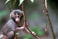 Wildes Japan - Land der tausend Inseln – Babymakak, Yakushima