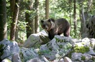 Kielings wilde Welt – Slowenien ist das Land mit der größten Bärendichte Europas. Auch wenn das Dinarische Gebirge dabei als Hotspot gilt, sind die Bewohner der Region erstaunlich gelassen.