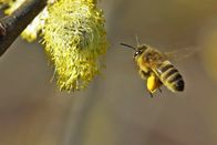 Netz Natur – Unentbehrlich: Wilde Bienen und Honigbienen sind für viele Pflanzen als Bestäuberinnen wichtig. Copyright: SRF