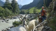 Schweizer Flussgeschichten – Trecking mit Packziegen.