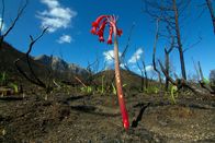 Unser grüner Planet – Nach einem Brand im südlichen Afrika sind Pflanzen aus der Gattung Cyrtanthus aus der Familie der Amaryllisgewächse die ersten, die aus der Asche erblühen.