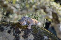 Wilde Helden – Iberischer Luchs
