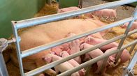 Marktcheck checkt ... – Marktcheck recherchiert: Woher kommt das Fleisch von EDEKA?