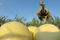 Freche Viecher – Bei den Nandus brütet der Hahn.