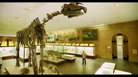 Giganten der Urzeit – Beeindruckend: Im Moskauer Orlov-Museum ist das Skelett des Ur-Nashorns, des größten Landsäugetiers aller Zeiten, ausgestellt.