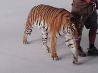 Die Zaubertricks der Tiere – SUN VALLEY, Kalifornien - Ein Tiger betritt das Set. Die Streifen eines jeden Tigers sind so einzigartig wie ein Fingerabdruck. (Bildnachweis: Madeleine Brooks)