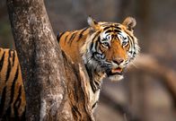 Säugetiere – Tiger sind die größten Raubkatzen der Welt und waren in vielen Wäldern Asiens einst weit verbreitet.