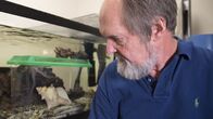 Wunder der Wissenschaft – Professor Roy Caldwell, Meeresbiologe, mit dem "Großen pazifischen gestreiften Oktopus".