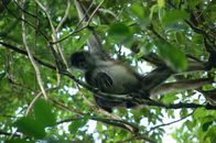 Wildes Mexiko – A spider monkey in a tree in Mexico.