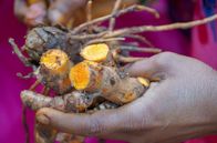 GEO Reportage – Kurkuma, von vielen als das „indische Gold“ verehrt, ist ein ganz besonderes Gewürz und eine Hauptzutat von Curry.
