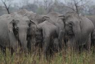 Wildes Indien – Kaziranga-Nationalpark, Assam, Indien: Elefantenfamilie zusammen im verbrannten Gras.