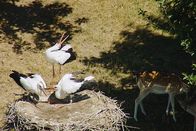 Zugvögel – Kraniche in ihrem Winterquartier an der Laguna de Gallocanta in Spanien
