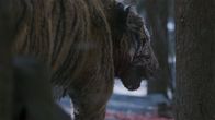 The Tiger - Legende einer Jagd – Der letzte verbliebene Tiger in Korea.