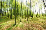 Unsere Wälder - Nonstop – Stockfotografie Waldbäume