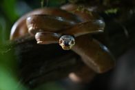 One Strange Rock - Unsere Erde – A snake stares down the camera at Farm Studios - animals feature throughout the series to represent the biodiversity of life on Earth.