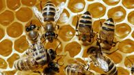 Tierische Überflieger – Honigbienen bauen regelmäßige Waben mit immer gleich großen, sechseckigen Zellen aus Wachs.