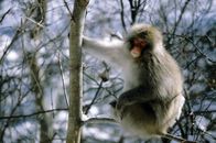 Die vier Alpen – Japanmakak (Macaca fuscata fuscata), Japan.