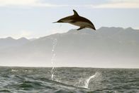 Wildes Neuseeland – Schwarzdelfine kommunizieren nicht nur über ihr Sonar und verschiedene Klicklaute miteinander. Auch mit ihren Sprüngen und der Art, wie sie ins Wasser tauchen, geben sie sich gegenseitig Signale.